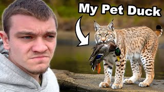 Hunting Down the Bobcat that Killed My Pet Duck [upl. by Nixie]