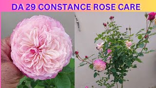 DA 29 CONSTANCE ROSE PLANT CARE  DAVID AUSTIN ROSE [upl. by Horwitz593]