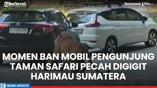 Tegang Momen Ban Mobil Pengunjung Taman Safari Pecah Digigit Harimau Sumatera Begini Kronologinya [upl. by Evita]