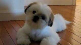 Cutest Shih Tzu Puppy Romeo Tilting Head Cuter Boo [upl. by Enniroc]