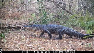 Swamp Trail Camera Pickup [upl. by Brogle700]