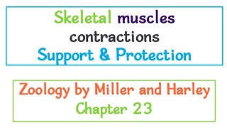 Skeletal Muscle Contraction Sliding Filament Model Animal Form and function [upl. by Earehc728]