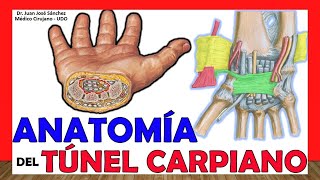 🥇 Anatomía del TÚNEL CARPIANO Límites Contenido Ligamentos [upl. by Meyeroff540]