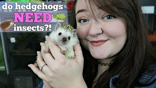 Hedgehog Care Do Hedgehogs NEED Insects [upl. by Kilah518]