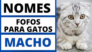 NOMES FOFOS PARA GATO MACHO🐱🐈🥰 [upl. by Nissa]