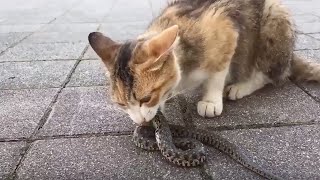 Tasty Cat Eating Snake [upl. by Dee Dee]