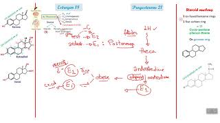 Physiology 4 The hormones [upl. by Surovy]