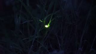 Großes Glühwürmchen in Wildeshausen  Leuchtkäfer  Firefly [upl. by Gonta]