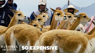 Why Vicuña Wool Is So Expensive  So Expensive [upl. by Denbrook331]