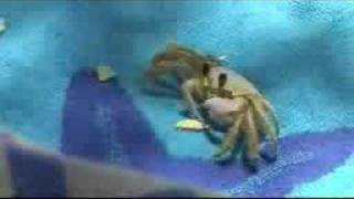 Crazy crab steals my chips and eat them [upl. by Abagail]