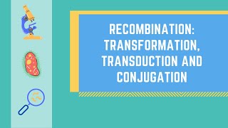 Bacterial Genetic Recombination Transformation Transduction and Conjugation made EASY [upl. by Vano]