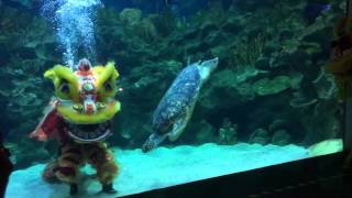 Underwater Lion Dance at Aquaria KLCC CNY 2016 [upl. by Eudocia]