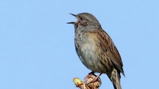 Territorial song of the Dunnock Prunella modularis [upl. by Tonye289]