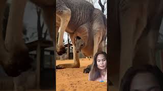 kangaroo animals kangaroo cute cuteanimals shorts shortsvideo fyp [upl. by Mcfarland925]