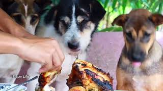 The ABSOLUTE BEST Way to Feed Your Cute Dog Roast Chicken [upl. by Thapa]