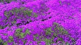 Delosperma cooperi  Iceplant [upl. by Airyk709]