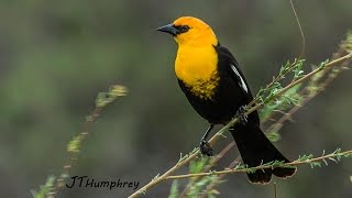 Yellowheaded Blackbird [upl. by Alekahs616]