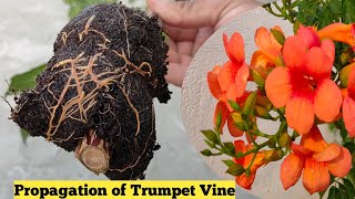 How to grow Trumpet vine  Tecoma vine from cutting [upl. by Sontich]