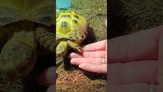 Trunky the Horsefield Tortoise come and join us veronikakoleva2372 pets animals cute [upl. by Inalak]