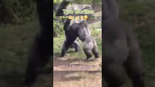 Gorilla Fight At Zoo [upl. by Avert]