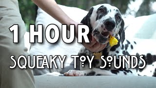 SQUEAKY TOY SOUNDS 1 HOUR  Dog Toy [upl. by Natam]