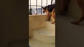 german shepherd dog barking  gsd dog barking  dog barking  puppy barking  dogs voices [upl. by Ahsinav]