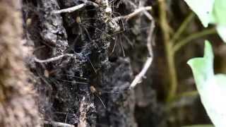 Harvestmen trembling [upl. by Noired86]