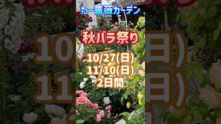 【たー薔薇ガーデン】秋バラ祭り🌹1027日1110日2日間 [upl. by Eeslek]