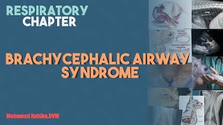 CANINE BRACHYCEPHALIC AIRWAY SYNDROME LECTURE 1 [upl. by Aible]