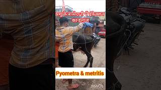 Treatment of Pyometra in cow amp buffalo treatment of metritis Treatment of uterine impaction [upl. by Eilla]