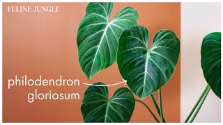 Philodendron Gloriosum Care  Popular Houseplant 2022  Growth and Propagation  2 [upl. by Sybilla48]