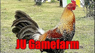 Lets Visit The Farm Of JU Gamefarm [upl. by Elaina]