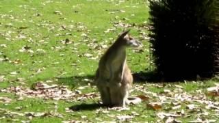 Bébé kangourou qui cours vers sa maman Baby kangaroo run to his mom [upl. by Nnor]