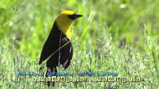 Yellowheaded Blackbird in Yellowstone National Park [upl. by Dennard]