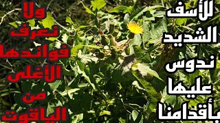 نبات التفاف الطري واستخداماته العلاجية والإقتصادية التاريخية  Sonchus tenerrimus [upl. by Niltak726]