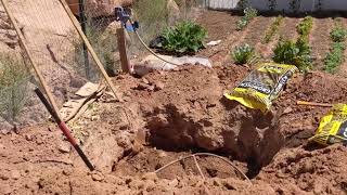 Planting Persimmon trees in the Summer Desert Fuyu Hachiya Chocolate Eureka and Matsumoto [upl. by Carilyn]