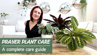 Prayer Plant Care  How to successfully care for Calathea Maranta Ctenanthe and Stromanthe [upl. by Halludba]