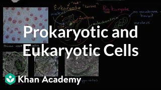 Prokaryotic and eukaryotic cells  Biology  Khan Academy [upl. by Kama749]