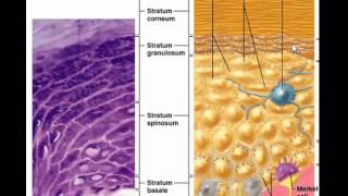 Layers of epidermis without stratum lucidum [upl. by Spenser793]