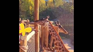 Childrens Giraffe Feeding at the Cincinatti Zoo Not going so well🫣 [upl. by Tebzil304]