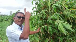 4600 BK Bamboo Tulda Farming 126 गुजरात बांस की खेती 8966838222 किसान पाठशाला Dr BALRAM KISAN [upl. by Clay]