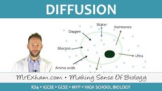 Diffusion  GCSE Biology 91 [upl. by North823]