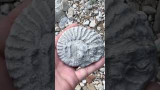 Nice Cretaceous Ammonite Fossil  surface find  while Hunting North Texas Creeks fossilhunting [upl. by Latrena]