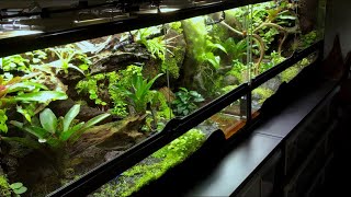 Terrariums tropicaux et mes Dendrobates [upl. by Eshelman]