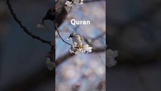 Al Quran Kareem Translation Urdu 🌹youtubeshorts youtube ytshorts [upl. by Atsahs515]