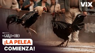 El gallo de Dionisio y el de Lorenzo se enfrentan  El Gallo de Oro  ViX [upl. by Aztilem]