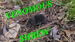 North Americas Largest Shrew Northern Shorttailed Shrew [upl. by Rik270]