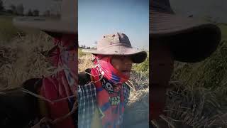 naturelife agriculture shortvideo naturallife cropproduction villagelife naturalife [upl. by Draner363]