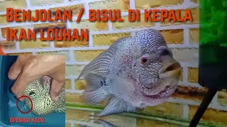 cara MENGATASI BISUL  BENJOLAN DI KEPALA IKAN LOUHAN Pemula [upl. by Adner2]