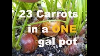 Grow 23 CARROTS in 1 gal container  SCARLET NANTES variety [upl. by Isidora]